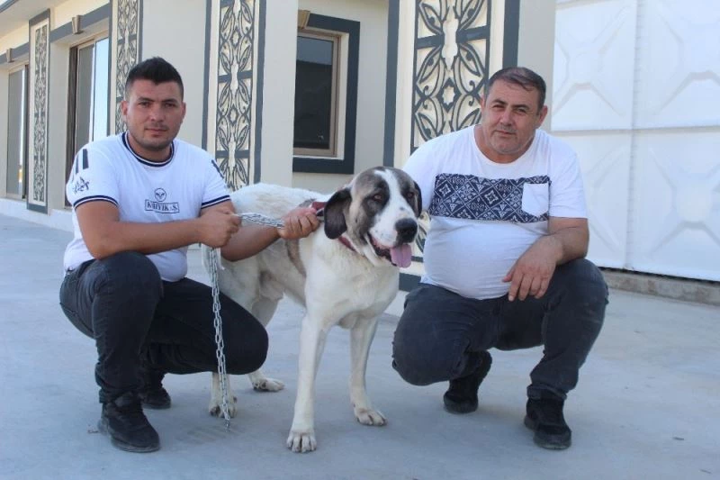 Yolda bulup tedavi ettirdiği sokak köpeği sebebiyle haciz geldi, köpeğin ismini ’Haciz’ koydu
