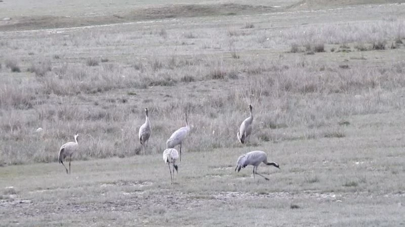 Erzincan’da turnalar görüntülendi
