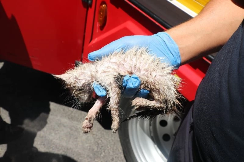 Su borusunda 3 gün kalan yavru kedi itfaiye ekipleri tarafından kurtarıldı
