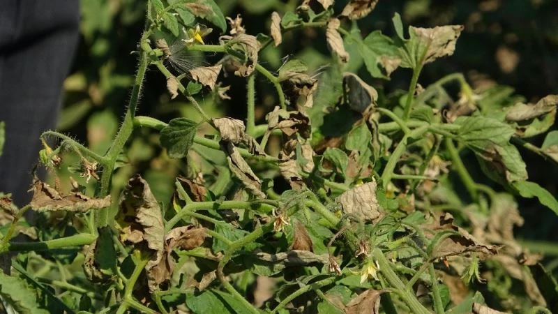 Türkiye’nin yüzde 40 salçalık ihtiyacını karşılayan ovadaki domatesler kurudu, bu yıl salça fiyatları tavan yapacak

