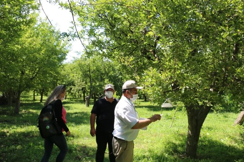 Erzincan’da meyve ağaçlarına zarar veren zararlılar feromon tuzaklarla kontrol edilerek, çiftçilere gerekli uyarılar yapılıyor

