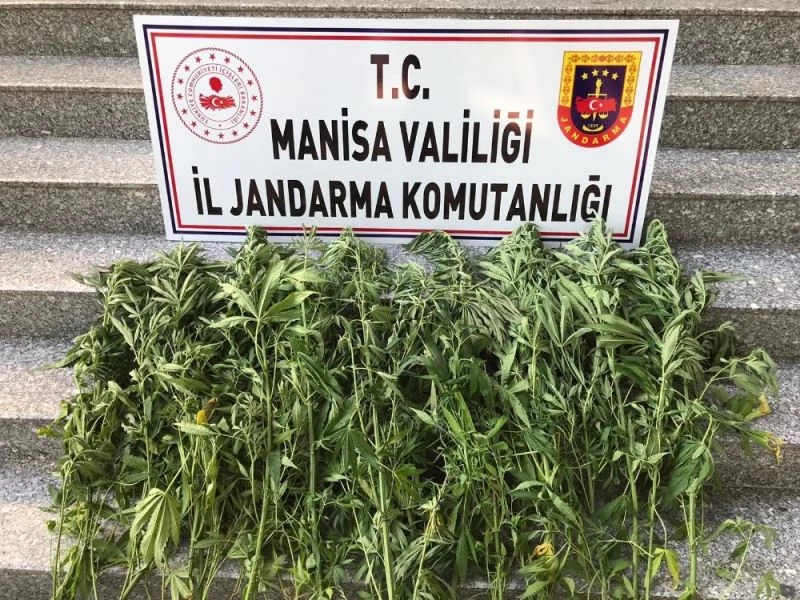 Sazlık alana ekilen kenevirler drone ile tespit edildi
