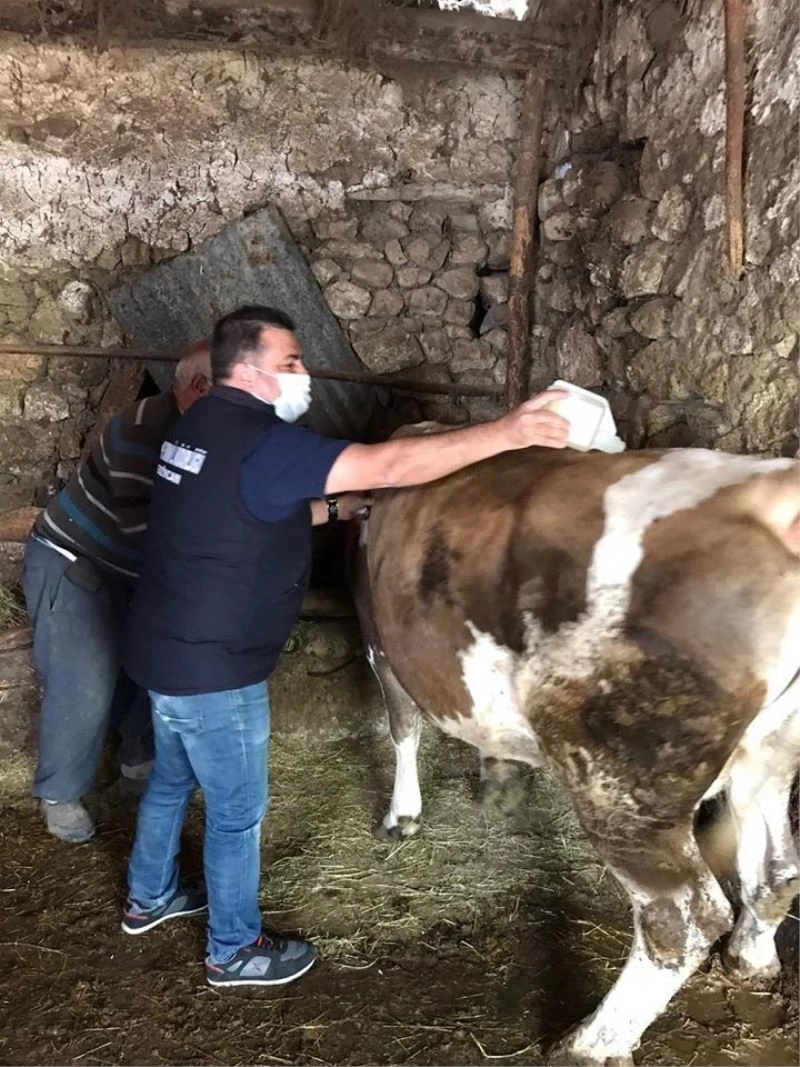 Büyükbaş hayvanlarda kenelere karşı ilaçlama çalışması yapıldı
