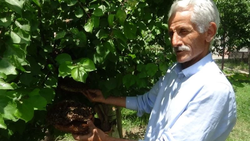 Hakkari’de arı kolonisi ağaca yuva yaptı
