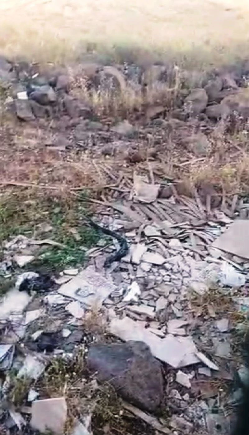 Diyarbakır’da yılanların çiftleşme dansı
