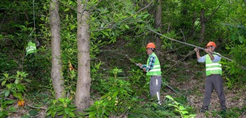 Kestane ağacı düşmanı gal arısına karşı “Gladyatör böcek”
