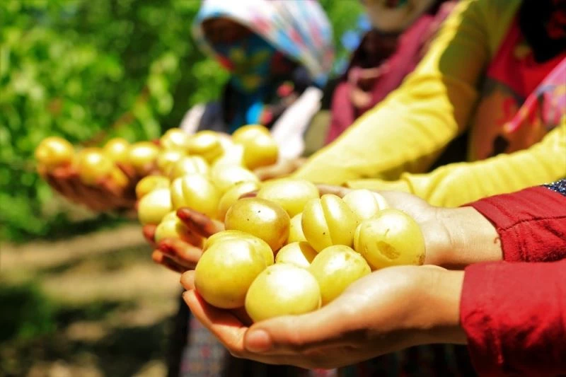 Elazığ’ın sarı altını kayısıda hasat başladı
