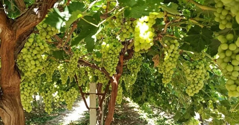 ‘Superior Seedless’ üzüm çeşidi için 2020 yılı hasat ve ihraç tarihleri belirlendi
