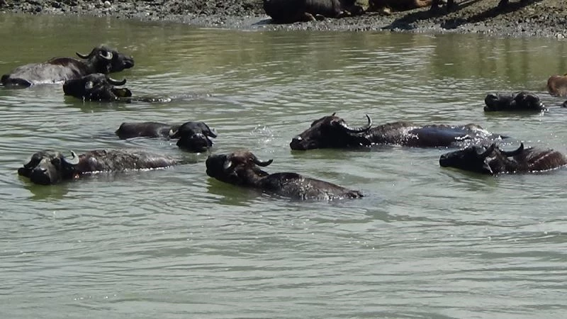 Düzce’de sıcak havadan bunalan mandalar, çamur ve nehirde serinledi
