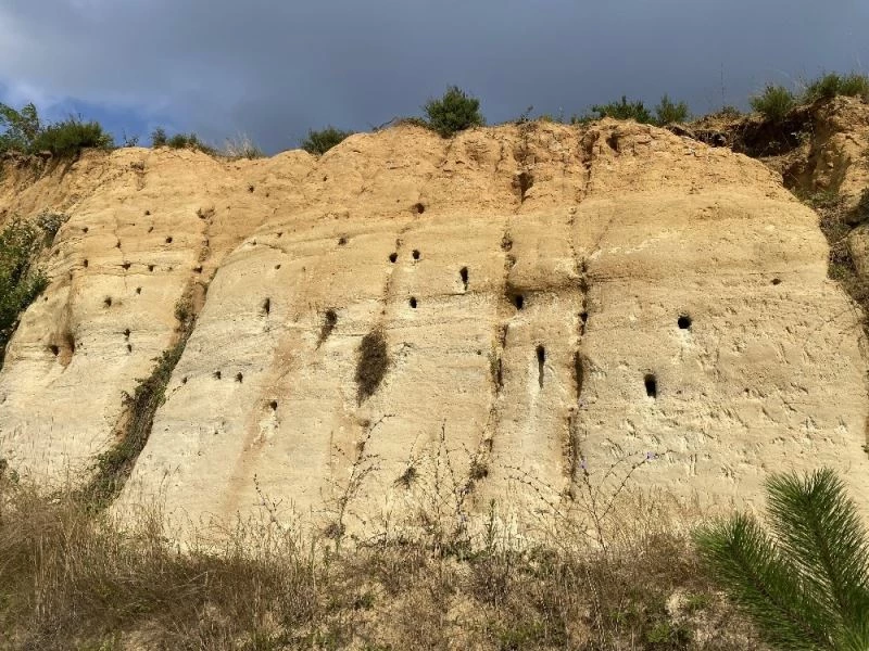 Kum tepeleri kırlangıçların yuvaları oldu
