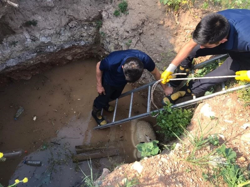 3 metrelik çukurda mahsur kalan köpek ve koyunu itfaiye kurtardı
