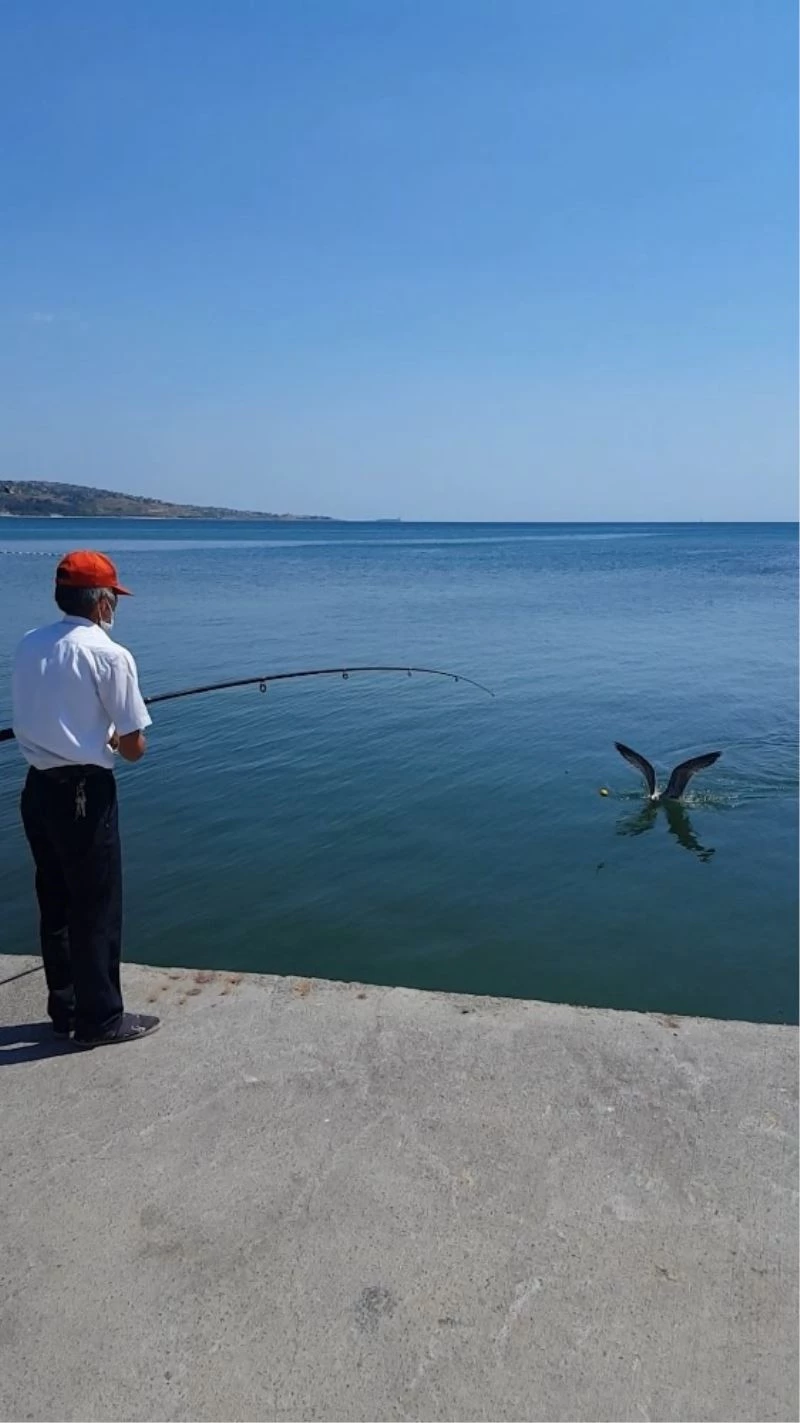 Oltaya balık değil, martı takıldı
