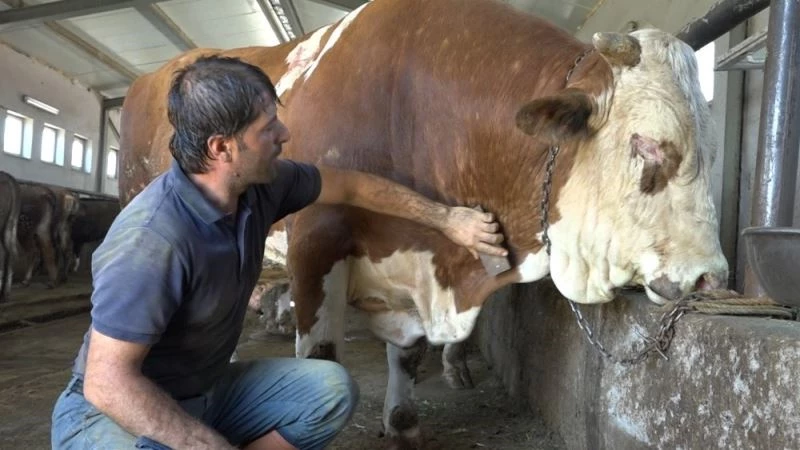 Tonluk tosunlar, alıcılarını bekliyor
