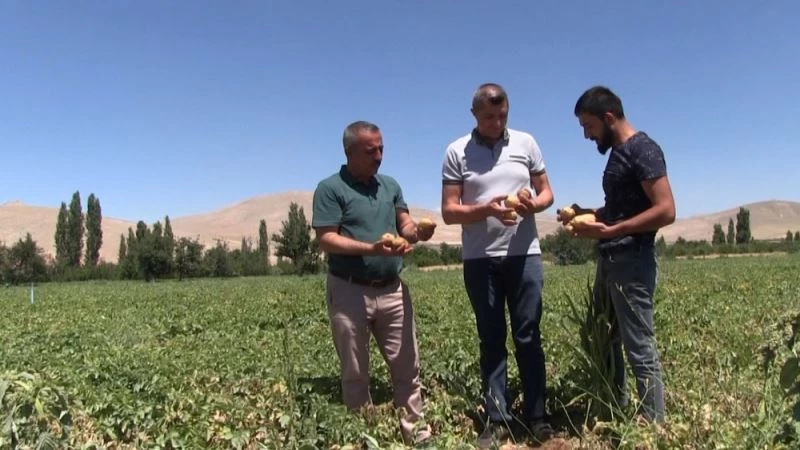 Patateste izne bağlı ihracat kaldırıldı
