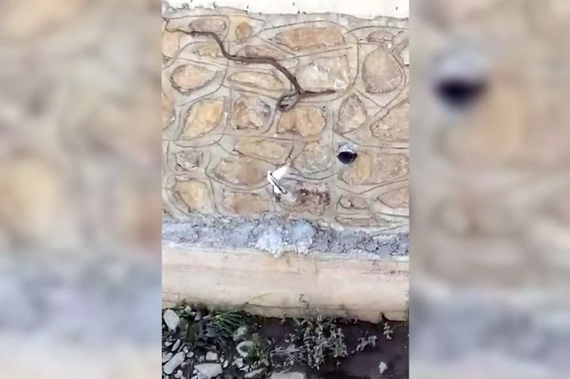 Gümüşhane’de kuşun yılanı yuvasına sokmamak için mücadelesi kameralara yansıdı
