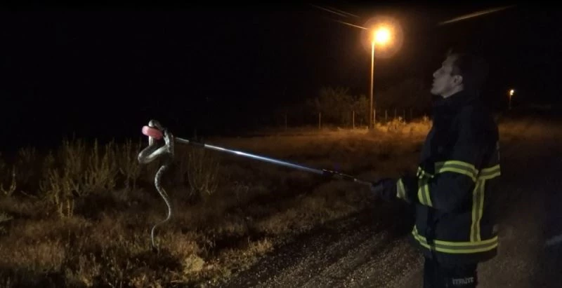 Sürücünün yolda fark edip ezmek istemediği yılan aracın içine girdi
