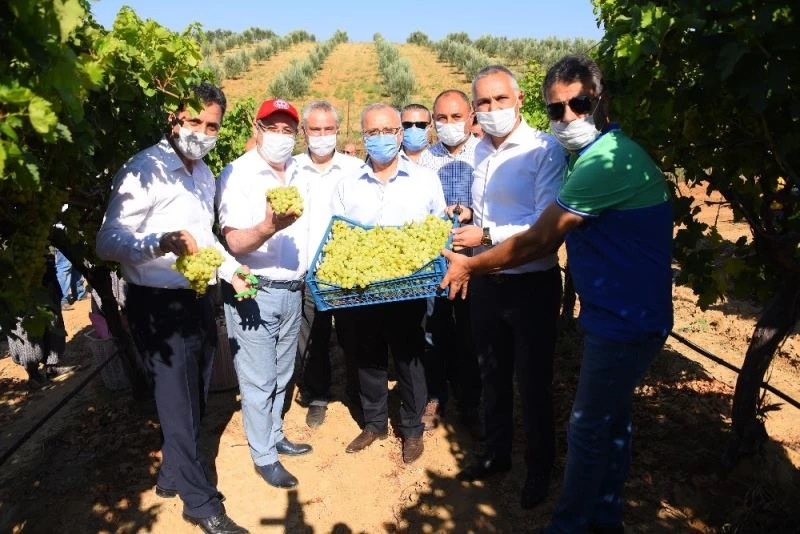 Salihli Ovası’nda ihracatlık üzümde hasat başladı
