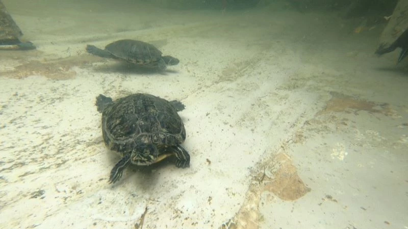 Kaplumbağalar Bağcılar Belediyesi’nin maskotu oldu
