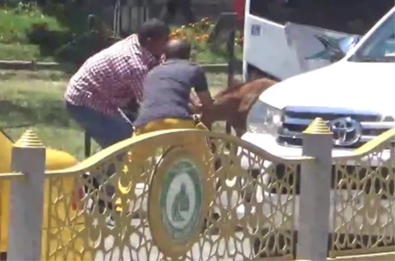 Yola çıkan başıboş tay, trafiği birbirine kattı
