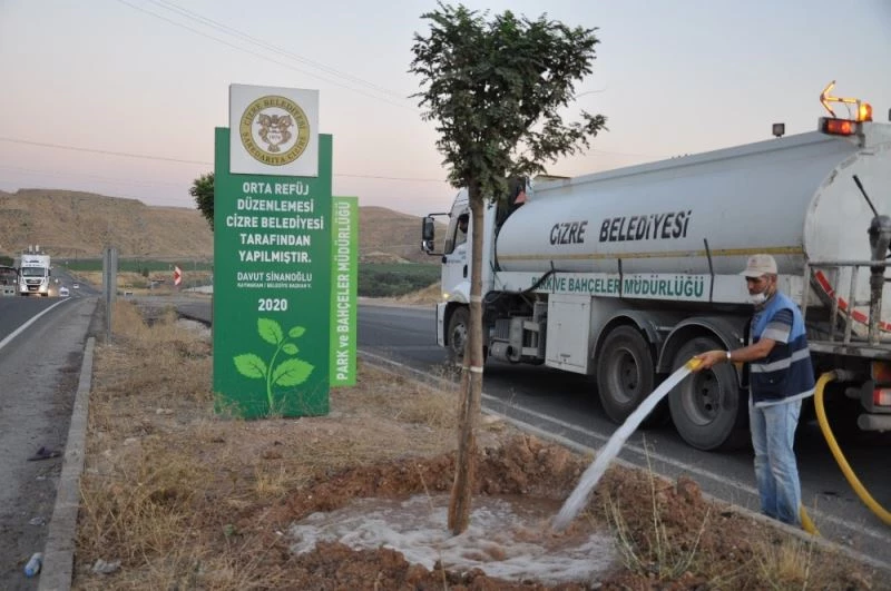 Cizre’de ağaçlar düzenli olarak sulanıyor
