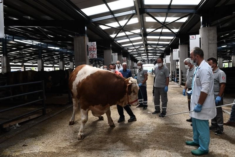 Boğalar bu timden kaçamayacak
