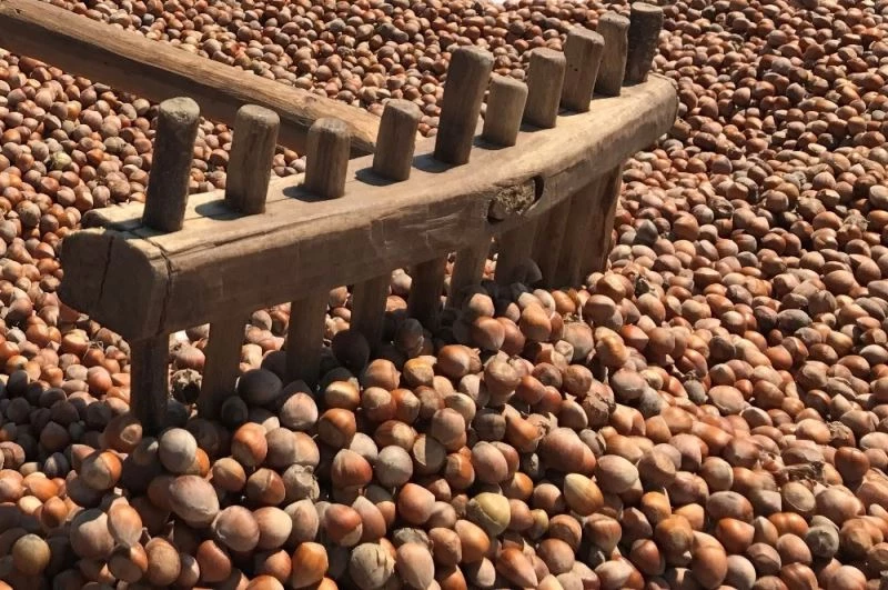 KFMİB: “2020 yılı tahmini fındık rekoltesi 670 bin ton”
