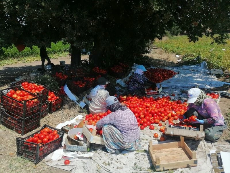 Çanakkale Domatesi tarlada kaldı

