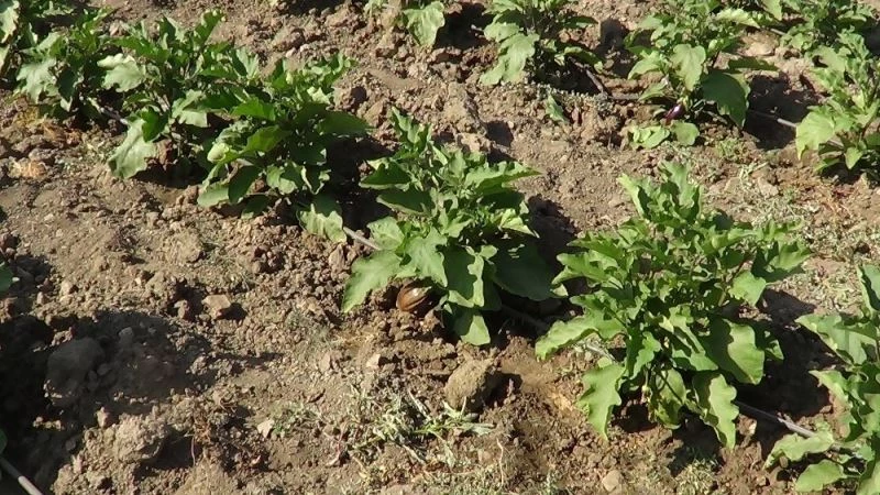 100 yıllık tohumdan üretilen Güre patlıcanını diğer kentlere de satmak istiyorlar
