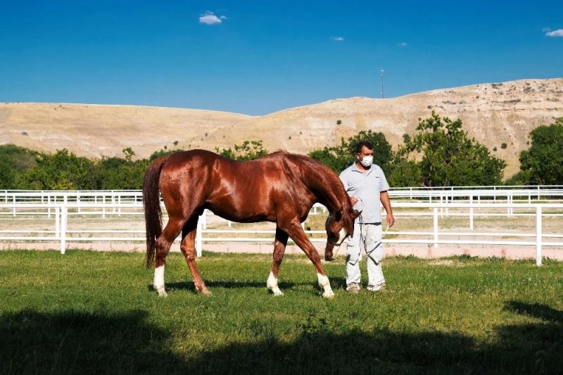 Emektar şampiyon at ‘Özgünhan’ Sultansuyu Harası’nın gözdesi
