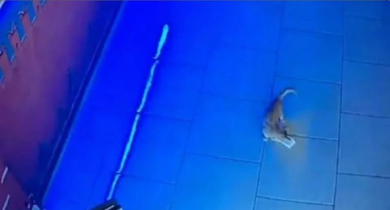 Rusya’da kasadan para çalan kedi suçüstü yakalandı
