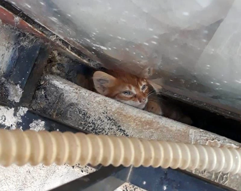 Çaresiz kalan yavru kedinin fotoğraftaki zor anları yürek parçaladı
