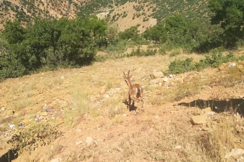 Görme kaybı yaşayan dağ keçisi iyileşti, doğal ortamına bırakıldı
