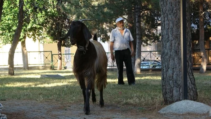Yalnızlıktan sıkılınca sahiplendiği keçiyle dost oldu
