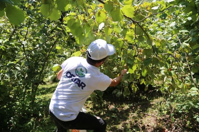 Fındık işçiliğine rekor başvuru
