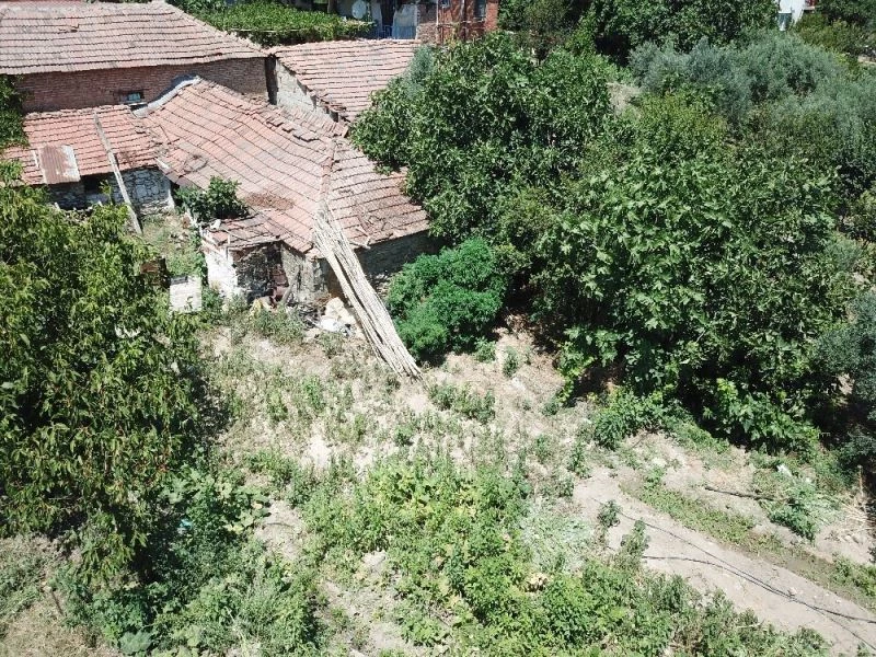 Evin bahçesinde kenevir yetiştirmiş
