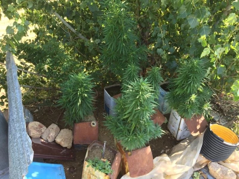 Teneke kutuda yetiştirilen kenevirler ele geçirildi
