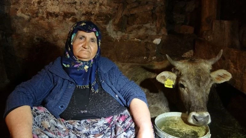 Hacer nine, kurtların saldırısına uğrayan ‘Sarı kız’ için gözyaşı döküyor
