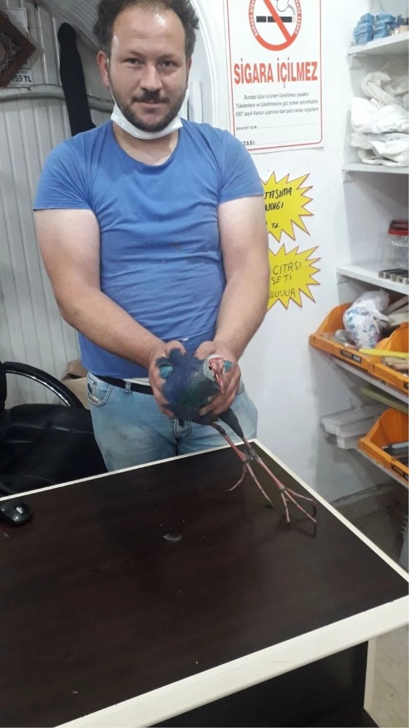 Yaralı saz horozu tedavi altına alındı
