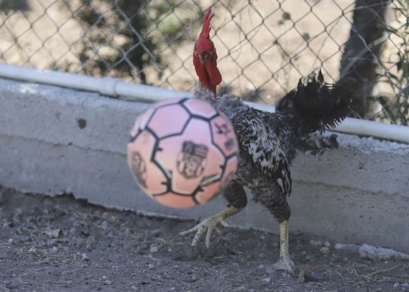 (Özel haber) Maradona, Taffarel ve Şampiyon isimli horozların futbol sevdası
