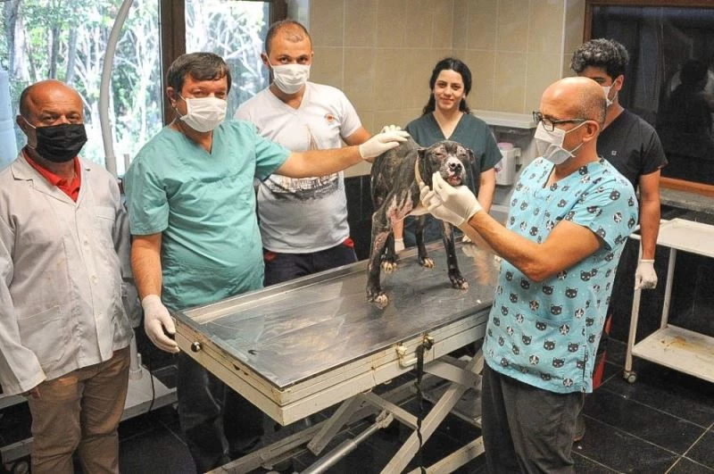 Alevler içinden çıkartılan köpek iyileşiyor
