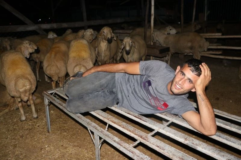 Celeplerin koyun koyuna uykusu
