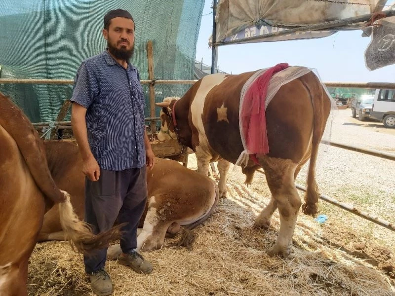 Ay-yıldızlı ’Zorbey’ adlı boğa pazarın gözdesi oldu
