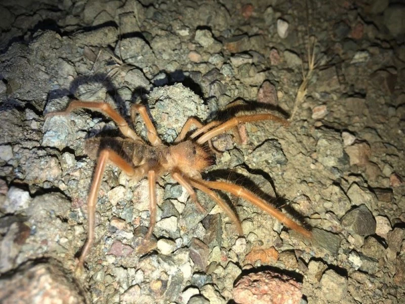 ‘Sarı kız’ örümceği Adıyaman’da görüldü
