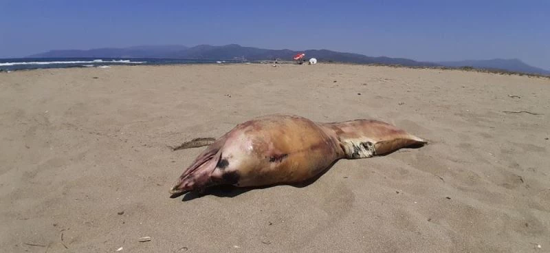 Pamucak sahiline yunus ölüsü vurdu

