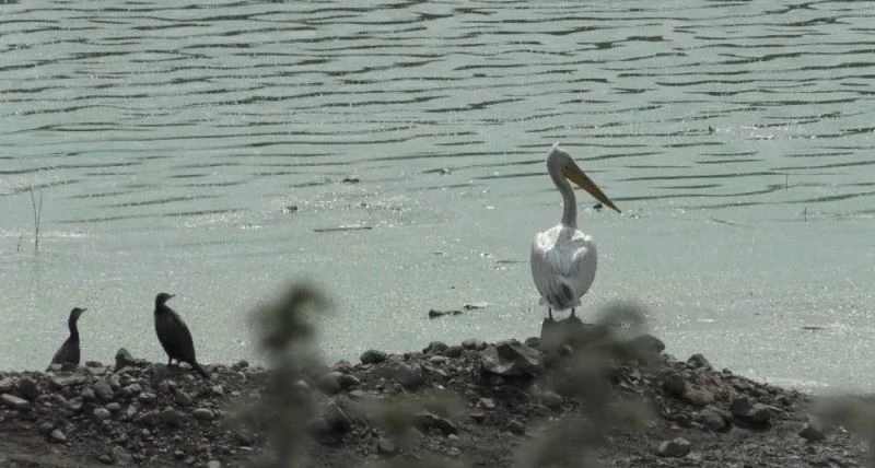 Pelikanlar Kars’ı sevdi
