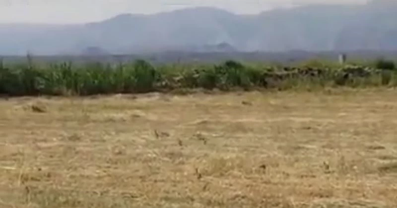 Kınalı keklik ve yavrularının biçilmiş buğday tarlasında beslendiği anlar görüntülendi
