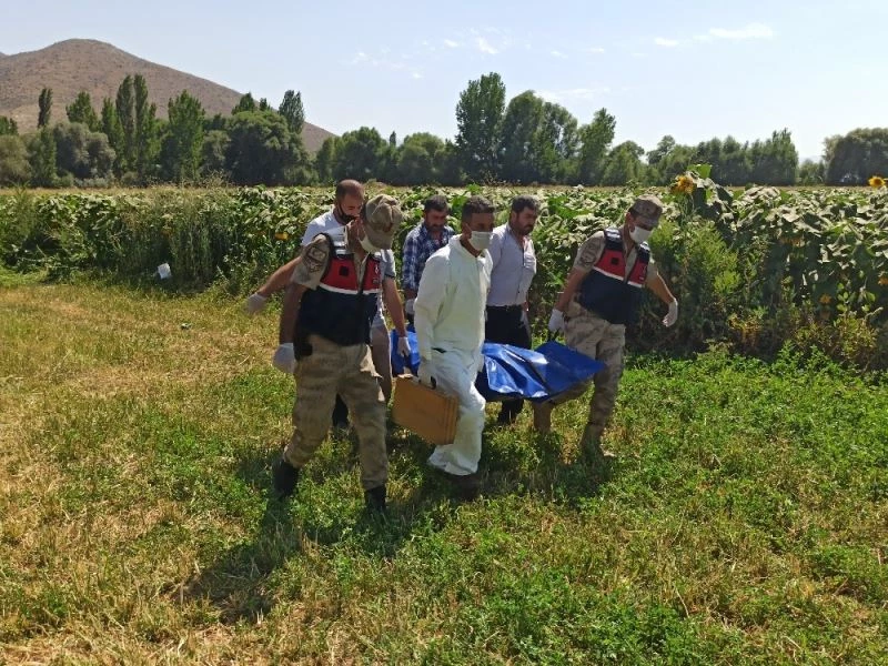 Kayıptı, ayçiçeği tarlasında ölü bulundu
