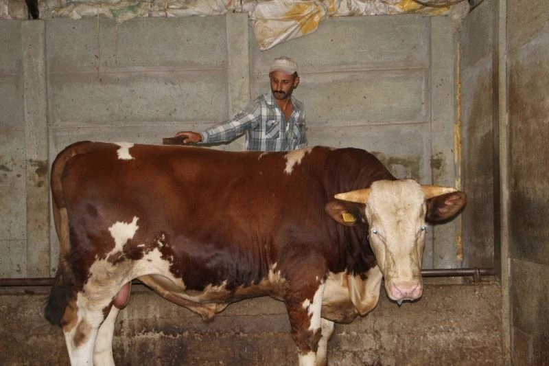 1 tonu geçen kurbanlık dana, 20 bin TL’den alıcı bekliyor
