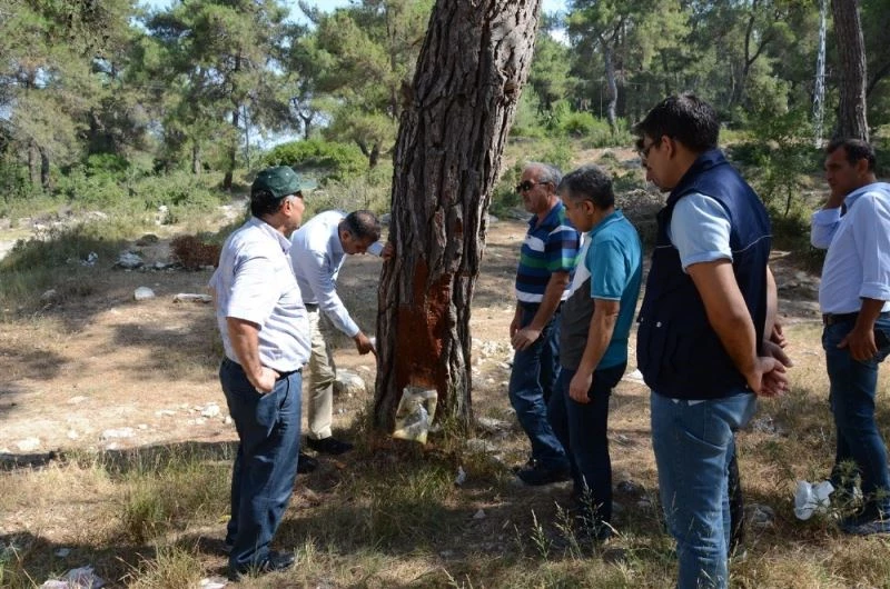 Bölge Müdürü Akduman, Tarsus ormanlarında inceleme yaptı
