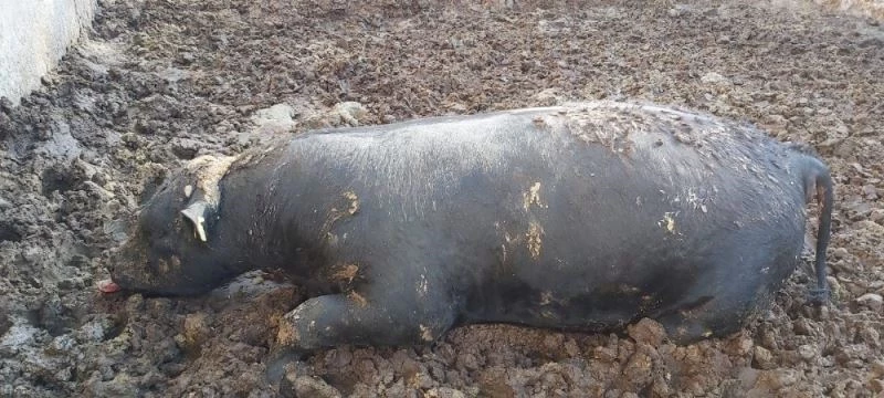 Yılan kurbanlık boğayı telef etti
